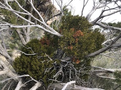 Phoradendron bolleanum