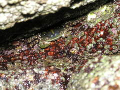 Hemigrapsus sanguineus