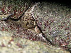 Hemigrapsus sanguineus