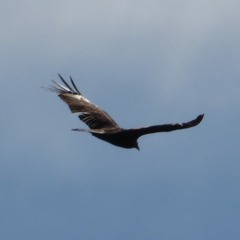 Cathartes aura septentrionalis