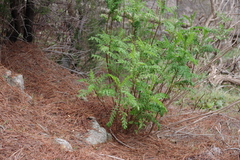 Gonospermum fruticosum