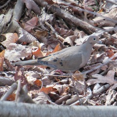 Zenaida macroura carolinensis