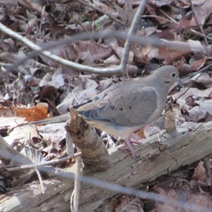 Zenaida macroura carolinensis