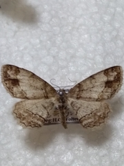 Paradarisa consonaria