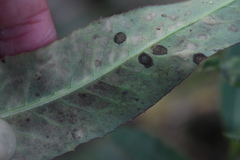 Septoria