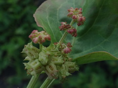 Rumex spinosus