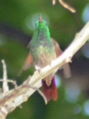 Saucerottia beryllina