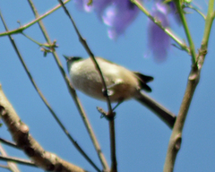 Psaltriparus minimus