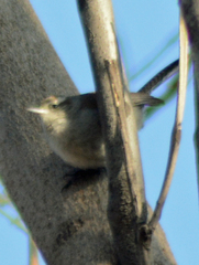 Thryomanes bewickii