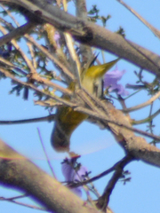 Leiothlypis ruficapilla