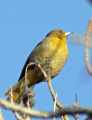 Icterus abeillei