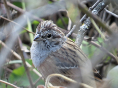 Emberiza godlewskii