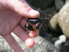 Hemigrapsus sanguineus