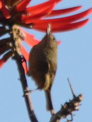 Diglossa baritula