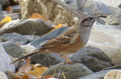 Emberiza godlewskii