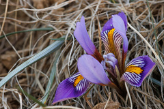 Iris unguicularis