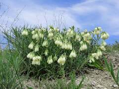 Onosma tanaitica