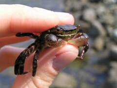 Hemigrapsus sanguineus