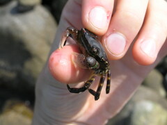 Hemigrapsus sanguineus