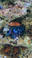 Sargocentron diadema