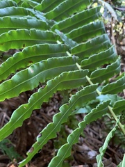 Blechnum chilense