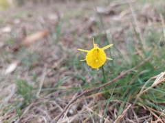 Narcissus bulbocodium
