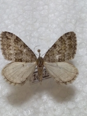 Entephria caesiata
