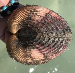 Maoricardium pseudolima