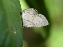 Spalgis lemolea lemolea