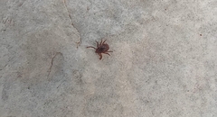 Rhipicephalus sanguineus