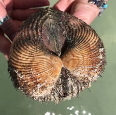 Maoricardium pseudolima