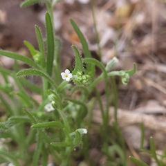 Cryptantha pterocarya