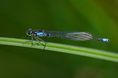 Cyanallagma interruptum