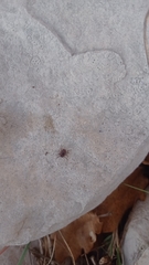 Rhipicephalus sanguineus