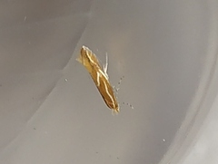 Phyllonorycter corylifoliella