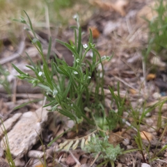 Cryptantha pterocarya