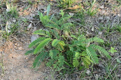 Albizia kalkora