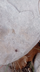 Rhipicephalus sanguineus