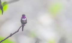 Philodice mitchellii