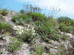 Onosma tanaitica