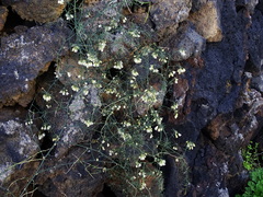 Asparagus umbellatus image