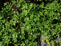 Portulaca oleracea image