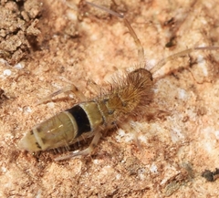 Orchesella cincta
