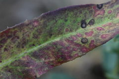 Septoria