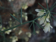 Asparagus umbellatus image