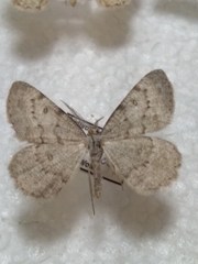 Dicrognophos sartata