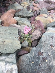 Chaenactis douglasii alpina