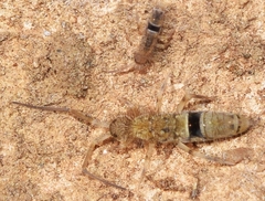 Orchesella cincta