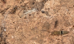 Orchesella cincta