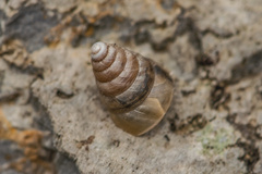 Pseudobuliminus buliminoides